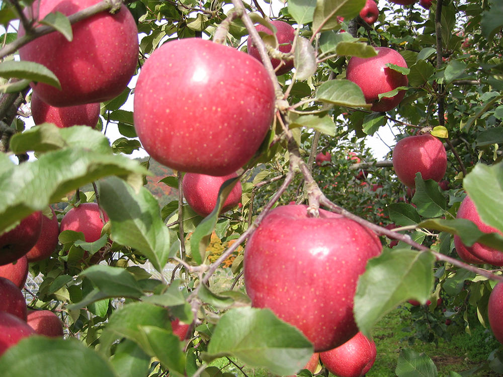 亀山果樹園 りんご