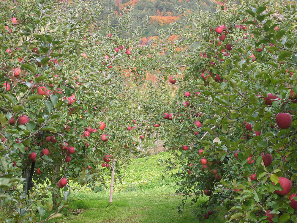 亀山果樹園 亀山忠志りんご 1